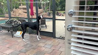 Funny Talkative Great Dane Cant Decide  Inside or Outside in The Rain [upl. by Fellows]