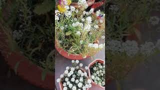 Pinching of Alyssum Flower How To Harvest Alyssum Seeds shortsAlyssum [upl. by Hardie]