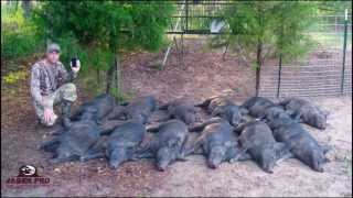 Wild Hog Trapping  14 1212 Success Trapping Feral Hogs in June Corn  JAGER PRO™ [upl. by Eahc]