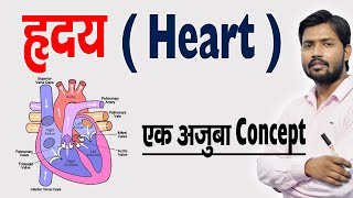 ह्रदय कैसे काम करता है  ह्रदय की संरचना एवं कार्य  Human Heart amp Its Function in Hindi [upl. by Soane]