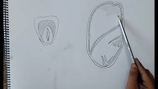 how to draw structure of monocotyledonous seed I morphology of flowering plants I chapter 5 I [upl. by Jaala]