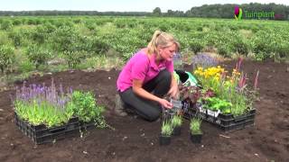 Handige tips en info voor het planten van vaste planten [upl. by Tuneberg]