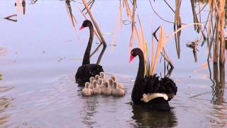 Black Swans with 10 cygnets Cygnus atratus  BirdSpyAus [upl. by Hayilaa]