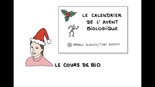 J12 calendrier de l’avent biologique  appareil digestif vs tube digestif [upl. by Terrell]