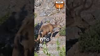 Scouting  Nice looking Buck  rr1hunt [upl. by Trebla]