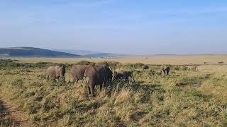 Herd of elephants EasyBudgetSafaris [upl. by Shani]