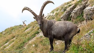 Wanderung von Amden zum Speer  Ostschweiz [upl. by Hali]