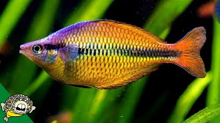 Rainbowfish Fish Room  Gary Lange  Aquarium CoOp [upl. by Clo42]