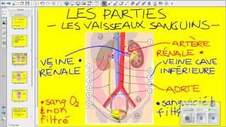 Vidéo système urinaire [upl. by Aihtibat]