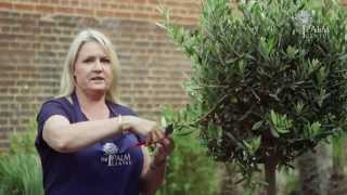 How to Prune an Olive Tree [upl. by Burney]