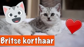 BRITSE KORTHAAR KITTENS😍  DierenpraatTV [upl. by Hsot959]