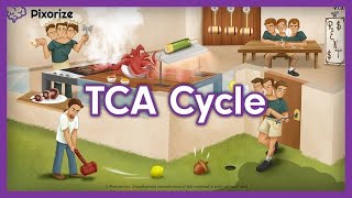 TCA Cycle Mnemonic for MCAT [upl. by Immij]