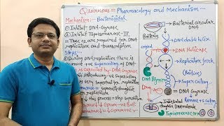 Chemotherapy of Antibiotics Part16 Fluoroquinolone 02  Mechanism of Action  Fluoroquinolone [upl. by Frear]