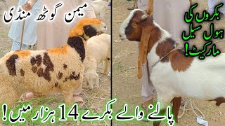 Shoq Hoga Srf 14k Ma🔥  Memon Goth Bakra Mandi Vlog  Kamoori Teddy or Tapra Available Sep 6 2024 [upl. by Hungarian884]