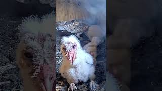 Owlet is too cute animals owl wildlife webcams birdcams live nature birds shorts [upl. by Asselam]