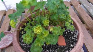 Pelargoniums in Early Winter Part One [upl. by Wolf]