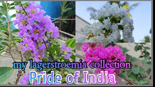 How to grow care and uses of lagerstroemia in tamil  crape Myrtle  Hindi in jarul [upl. by Bogie]