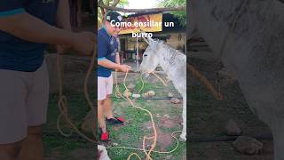 como ensillar un burro [upl. by Areval]