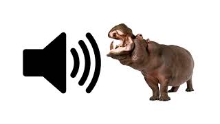 Hippo  Sound Effect  ProSounds [upl. by Modeerf]