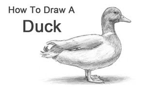 How to Draw a Duck [upl. by Elin]