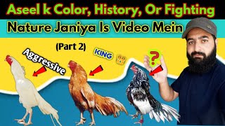 Aseel murga ki Fight Nature color or History Part 2 [upl. by Keyte]