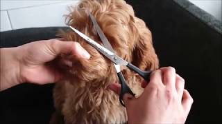 australian labradoodle puppy grooming [upl. by Ahsuatal]