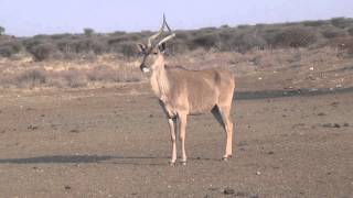 Kudu  Eland hybrid  Kuland [upl. by Belmonte]