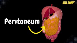 Peritoneum Parts Lesser amp Greater Omentum Mesentery Peritoneal Cavity [upl. by Akcinahs43]