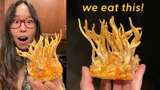 GROWING CORDYCEPS MUSHROOMS at Home Episode 3 [upl. by Anayhd]