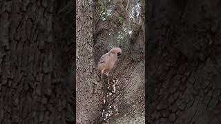 BBSP Great Horned Owl Parent Joining Owlet in Nest 03122023 [upl. by Fishback]