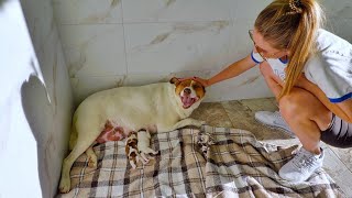 Pregnant Stray Dog Gave Birth to Cutest Puppies the Day After Rescue [upl. by Einhoj435]