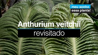 Anthurium veitchii  Guia de Cuidados ATUALIZADO  Meu Sonho Essa Planta em Revisita [upl. by Zweig]