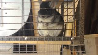 Shameless Chinchilla Eats Own Poop [upl. by Pearlstein]