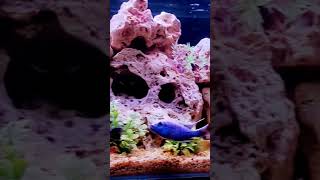 RAJAN AQUAFARM CICHLIDS KING MAKER TUTICORIN PH9486484789 WHATSAPP aquariumhobby [upl. by Atikehs]