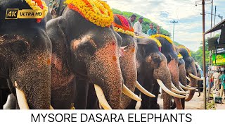 MYSORE DASARA ELEPHANTS [upl. by Renrew]