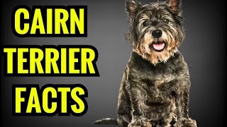 13 Amazing Facts About Cairn Terriers [upl. by Laith]