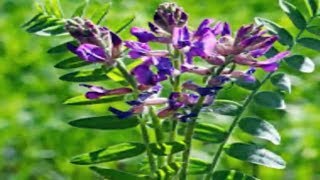 Discover All The Benefits of Astragalus and how to use [upl. by Eslehc686]