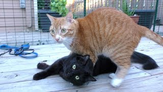 First Time Cats Go Outside in New Catio [upl. by Duester]