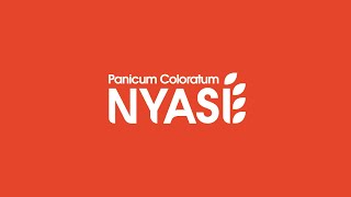 Panicum Coloratum Nyasi® Peman [upl. by Aerdnas817]