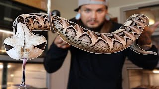 My Big Beautiful Gaboon Viper   Tyler Nolan [upl. by Htaek]