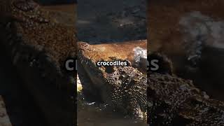 Alligator vs Crocodile Spot the Difference aligators crocodile facts trending doglover [upl. by Sibeal]