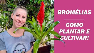 BROMÉLIA como Plantar e onde Cultivar [upl. by Asnarepse]