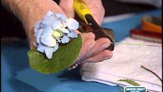 How to make a Hydrangea Boutonniere [upl. by Derry]