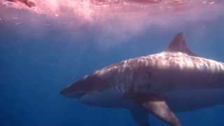 HUGE 18 FT Great White Shark  Guadalupe Island [upl. by Ennayk]