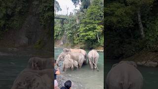 Mandiin gajah di tangkahan 🐘 anakanak family liburanamantakterlupakan gajah tangkahan [upl. by Okimat]