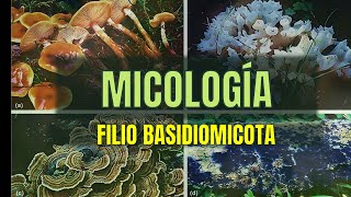 Filio BASIDIOMYCOTA  Tema 15  Micología  Microbacter [upl. by Aiekahs]