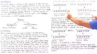 Point Mutations BasePair Substitutions [upl. by Siurtemed286]