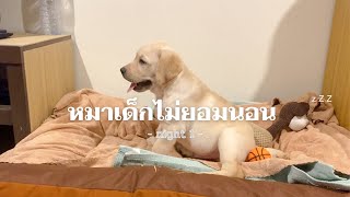 เมื่อหมาไม่ชอบที่นอนตัวเอง⭐️🛏Labrador diary [upl. by Reidar759]