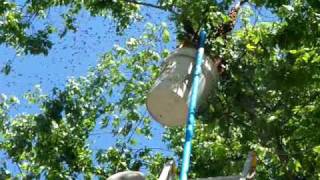 HONEYBEE SWARM Catching Georgia Beekeeping pole bucketBeekeeper John Pluta Beekeepers Bee Hives [upl. by Publias581]