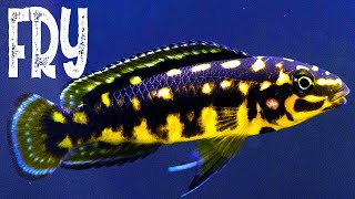 Julidochromis marlieri Fry  Lake Tanganyika African Cichlid [upl. by Amand191]